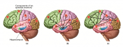 Says the hippocampus and related medial temporal lobe structures are required for storage and retrieval of recent episodic memories, but not older ones
A - episodic memory is many components [sight/sound/texture/etc. stored in sensory and associat...
