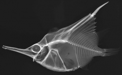 Radiolucent structures permit the passage of most x-rays (appear black on x-ray film)