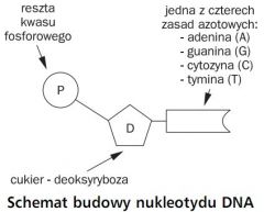nukleozyd połączony z resztą fosforanową wiązaniem estrowym