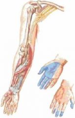 In onderstaande afbeelding wordt (schematisch) een perifere zenuw in de bovenste extremiteit getoond inclusief zijn sensibel verzorgingsgebied.


Welke zenuw is dit?


 
