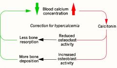 -Secreted by the thyroid gland when calcium is too high
-promotes bone deposition of calcium
-Important role in children