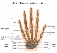 bones: 29


joints: 31