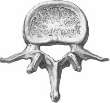 De afbeelding toont een menselijke wervel. Uit welk deel van de wervelkolom is deze wervel afkomstig?


a. thoracale deel


b. sacrale deel


c. lumbale deel


d. cervicale deel


 