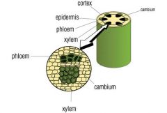 1.  Fossil evidence dates back to 475 million years ago (spores)
		
2. Ten phyla of extant plants for classification
		
3. Classification based on presence of vascular tissue (xylem & phloem)