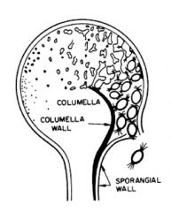 Walled spores produced in sporangium