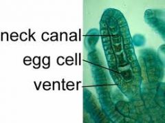 Reproductive structures 
that produce eggs (female)