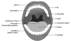- Lips 
- Teeth 
- Hard and soft palate 
- Cheeks 
- Floor of the mouth 
- Mandible 
- Tongue 
- Palatal pillars 
- Several sensors (tactile, gustatory – taste buds-, kinaesthetic, etc.) 
- Several muscles  