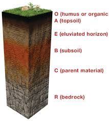 Different horizons (layers) in the soil and the rock layer (bedrock) below the soil. Each horizon has different physical, biological, and chemical characteristics.