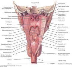The pharynx is a muscular tube connecting the nose, oral cavity and throat to the esophagus (concerning the oral cavity) and the trachea (concerning the throat). 

- Pharyngeal quadrivium, made of 4 valves: velopharyngeal sphincter, glosso-velop...
