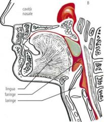 Pharyngeal narrowing (superior 
constrictors and palatal-
pharyngeal muscles); Raising of the pharyngeal and 
intraoral pressure necessary for 
bolus progression; Start of the pharyngeal peristalsisis an important part of speech. 

Importance...