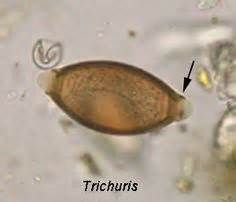 Capillaria Plica

*note the offset caps, unlike trichuris 