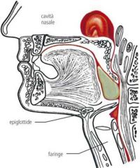 Laryngeal elevation; Pharyngeal dilatation; 
The bolus goes down to the hypopharynx and 
at the same time the crico-pharyngeal muscle 
relaxes. Exclusion  of  the  upper  airways:  the  vocal 
cords  are  adducted  (central  inhibition  of 
...