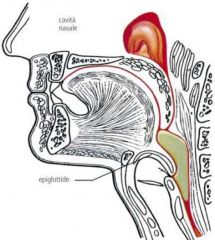 • The tongue moves through the pillars and 
reaches the posterior pharyngeal wall 

• The maximal laryngeal closure is obtained 
immediately before the detachment of the 
tongue base from the posterior pharyngeal 
wall 

• The pharyng...