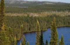 Coniferous (needle leaved) forest that stretches from east to west across Canada, south of the tundra but north of the grasslands and mixed forest