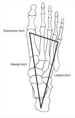 medial longitudinal


lateral longitudinal


transverse arch