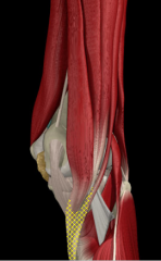 insertion of the conjoined tendons of the: