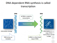 DNA is transcribed into RNA which is translated into protein.