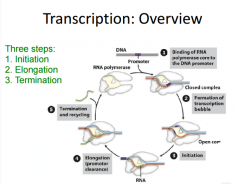 1. Initiation: How we start transcription & recruit RNA poly to the DNA
2. Elongation: Happens really fast. Time period that polymerase is moving along the template strand to synthesize DNA
3. Termination: How transcription is terminated. We only ...