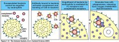 Bacteria and other cells are delivered to phagocytes for destruction
Molecules that aid this process are called opsonins
Antibody (IgG) and complement (C3b)
Occurs via complement receptors