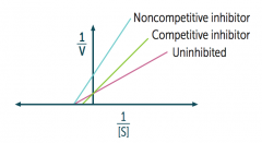 Non-competitive inhibitors do not cross each other