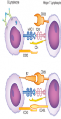 CD40L on T helper cell