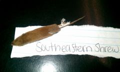 Southeastern shrew