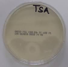 Contain protein extract of beef or milk support growth of non fastidious organism.
Staphylococcus aureus, E coli

Mueller-hinton