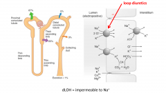 Na+ reabsorption occurs via a Na+/H+ antiporter; Na+/K+/2Cl- symporter on the luminal membrane; moves down it's concentration gradient from tubular lumen to tubular epithelium, which allows secondary active H+ Cl- & K+; concentration gradient is d...