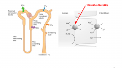 Na+ reabsorption occurs via a Na+/Cl- symporter that transports Na+ across the basolateral membrane; water does not follow (diluting)