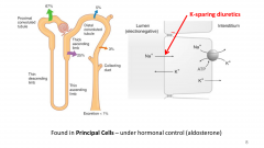 the action of aldosterone (principle cells), will allow Na+ reabsorption stimulating luminal Na+ channels and basolateral Na+/K+ pumps, also increases K+ secretion into the tubular fluid by stimulating luminal K+ channels; water permeability is de...
