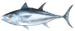 tuna
atum
