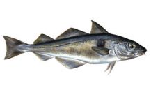 aiglefin haddock