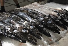 beltfish
peixe-espada