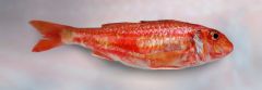 red mullet
salmonete