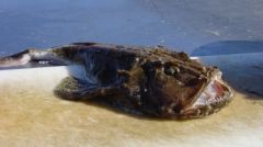 monkfish/anglerfish
tamboril