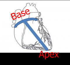 There is the BASE of the heart, which is tipped up medially and posteriorly; and then there's the APEX of the heart, which projects inferiorly and laterally. (Or, in other words, the BASE is the TOP of the heart, and the APEX is the BOTTOM of the ...