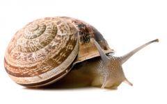snail
caracol