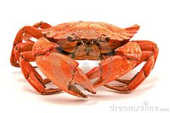 crab
caranguejo