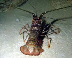 spiny lobster
lagosta