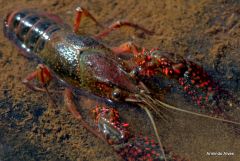 crayfish
lagostim do rio