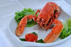 lobster
lavagante