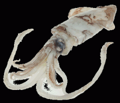 squid
lula