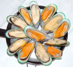 mussel
mexilhão