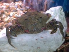 velvet crab
navalheira