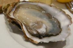 oyster
ostra