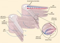 Gills are made up of gill filaments (held on gill bars) which are stacked in a pile. Within filaments are lamellae which increase surface area. Water is taken in through mouth, forced over gills, out through opening. Uses counter current flow!