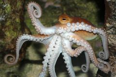 octopus 
polvo