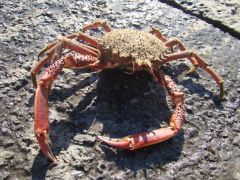 spider crab
santola