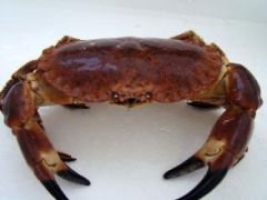 brown crab
sapateira