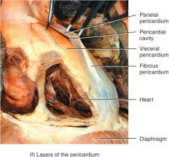 The inner serous membrane is subdivided into two layers:
 - the Parietal Layer which adheres to the outermost fibrous layer
 - the Visceral Layer which also forms the outer surface of the heart's wall. The INNERMOST layer!
